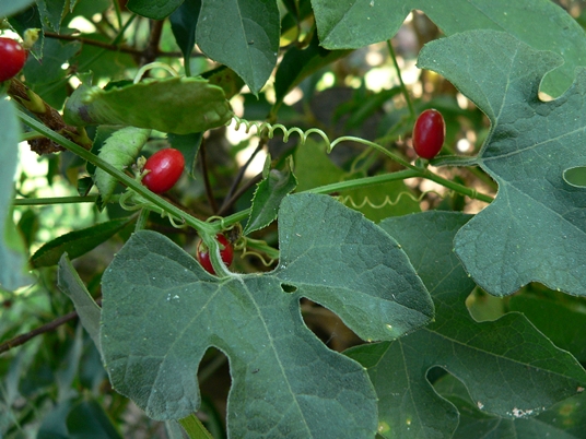 {Cayaponia quinqueloba}